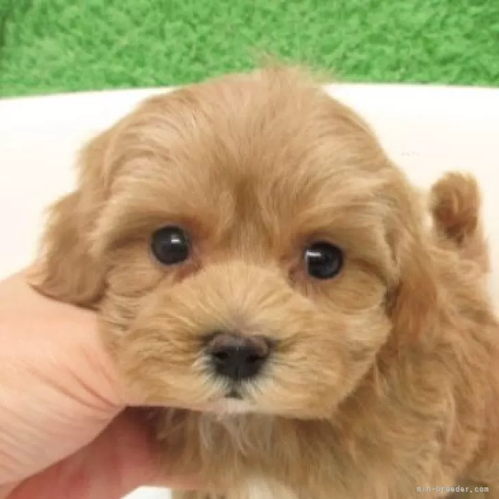 C.S 様のお迎えした子犬