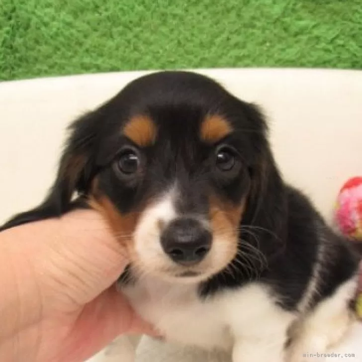 ID:2506-06403の子犬