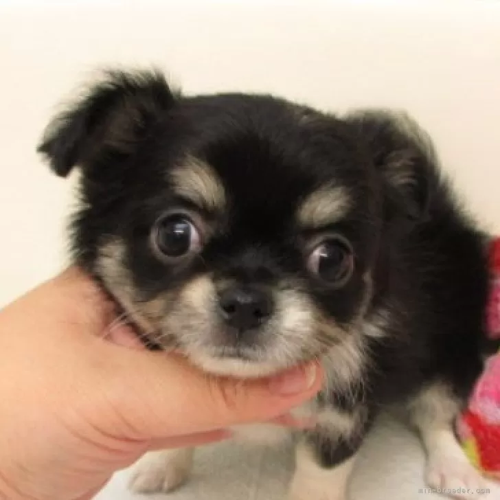 ID：2510-06842の子犬