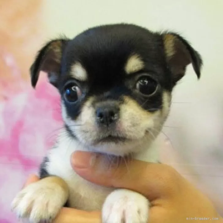 ID：2510-06249の子犬