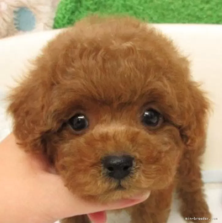 ID:2508-06535の子犬