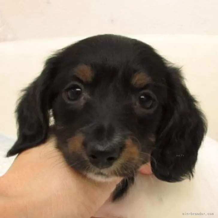 ID：2509-01377の子犬