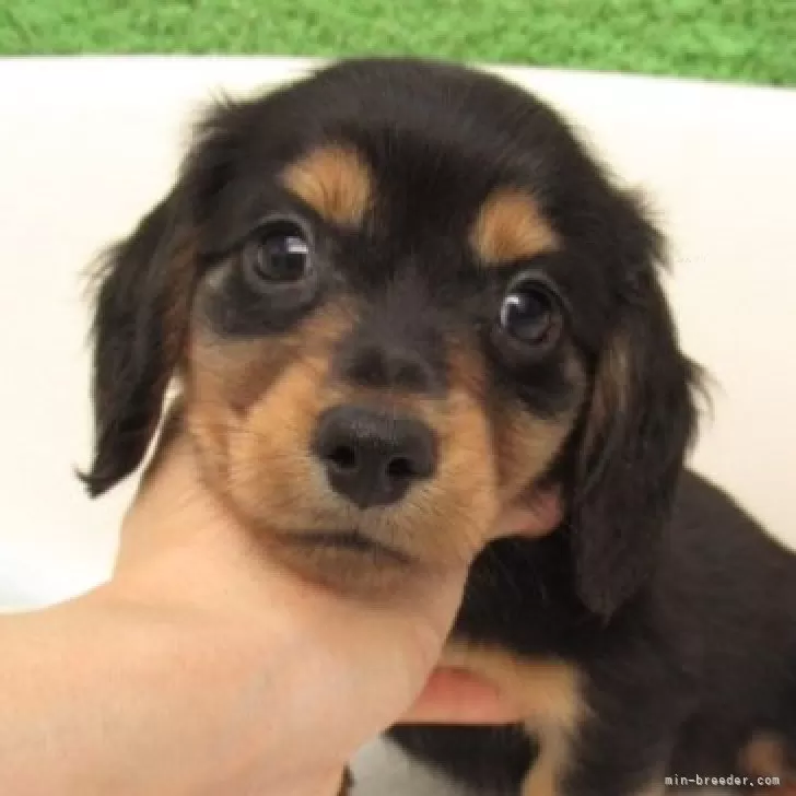 ID:2505-04524の子犬