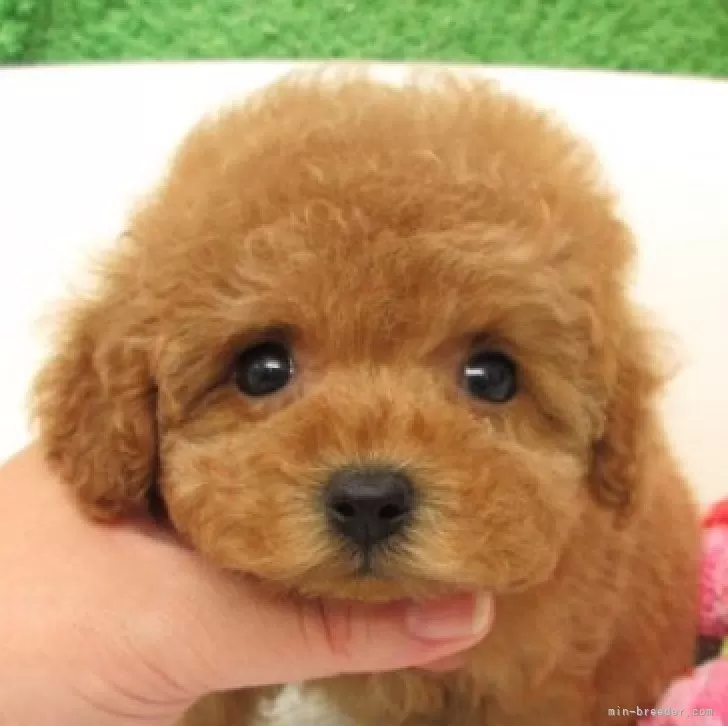 ID：2509-03742の子犬