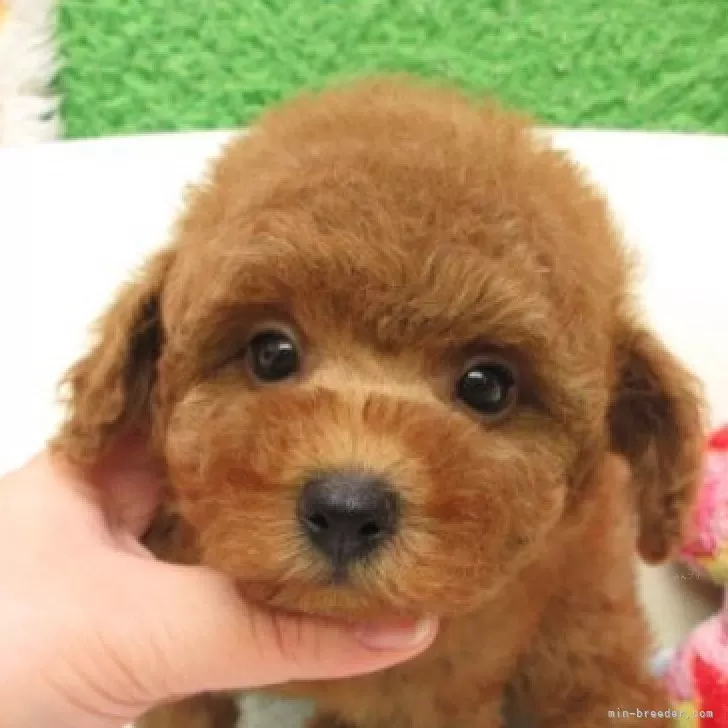 タイニープードル【大阪府・男の子・2025年10月8日・レッドフォーン(レッド)】の写真1