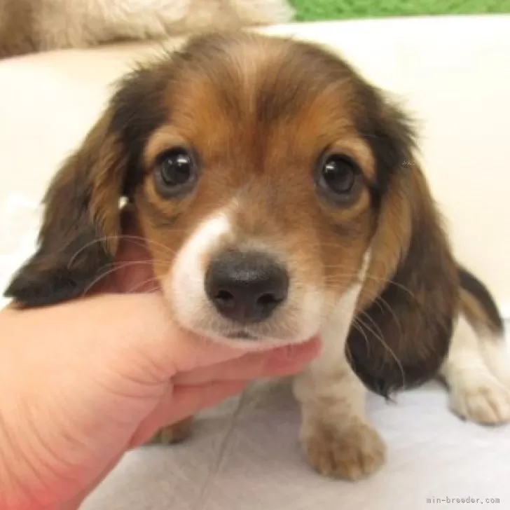 Y 様のお迎えした子犬
