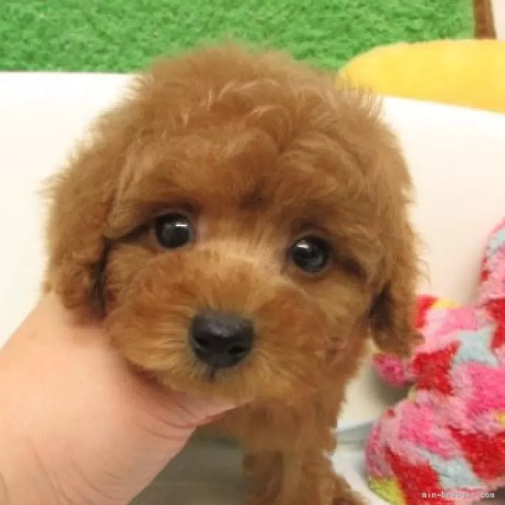 K.K 様のお迎えした子犬