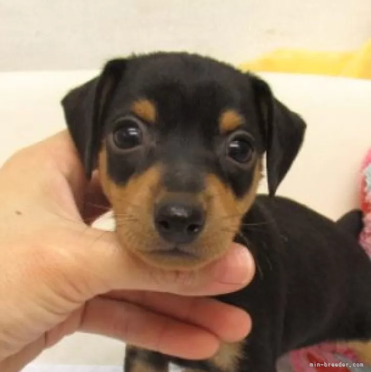 かずお 様のお迎えした子犬