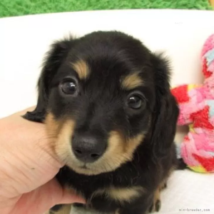 ID：2509-03780の子犬