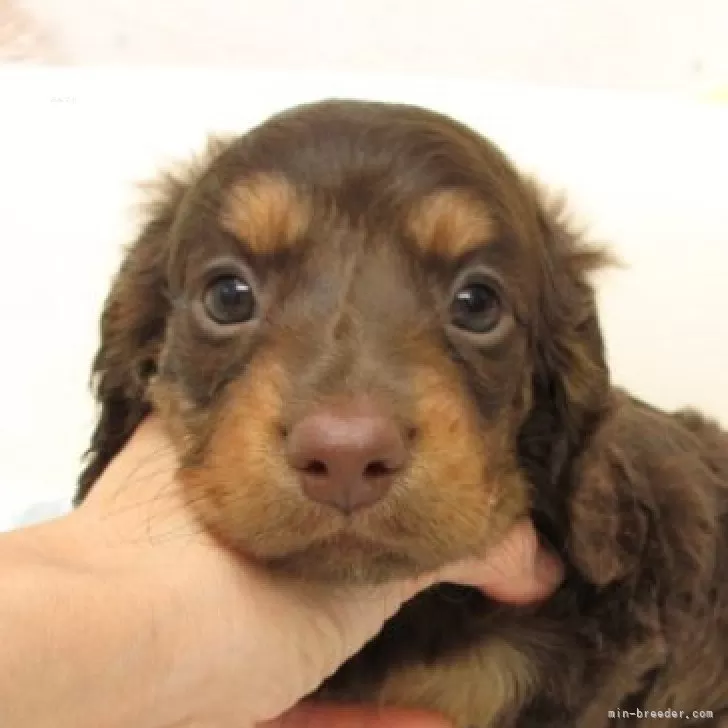 ID:2510-00759の子犬