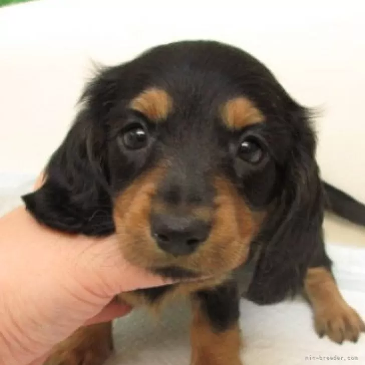 ミニチュアダックスフンド(ロング)【大阪府・女の子・2025年9月9日・ブラック&amp;タン】の写真1