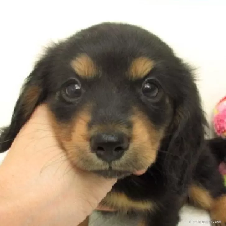 ID:2509-07909の子犬