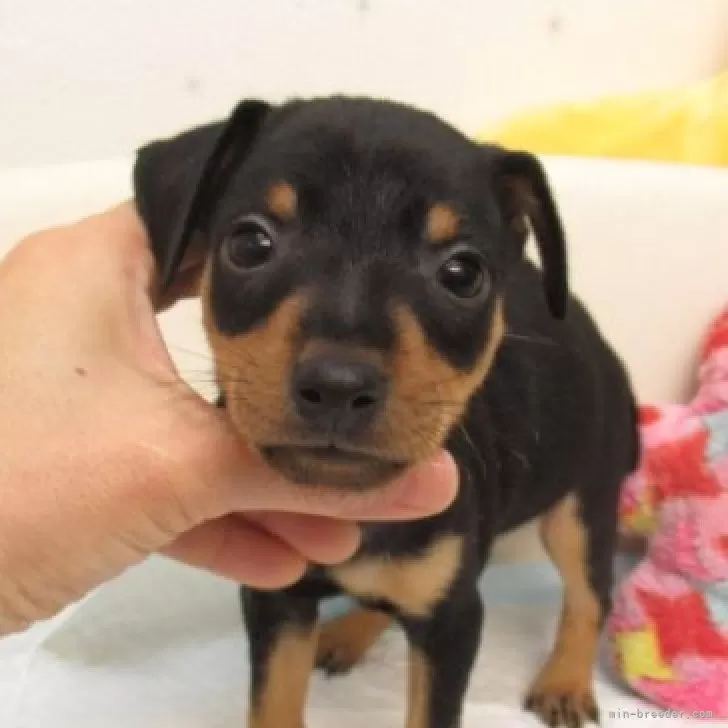 れんれん 様のお迎えした子犬