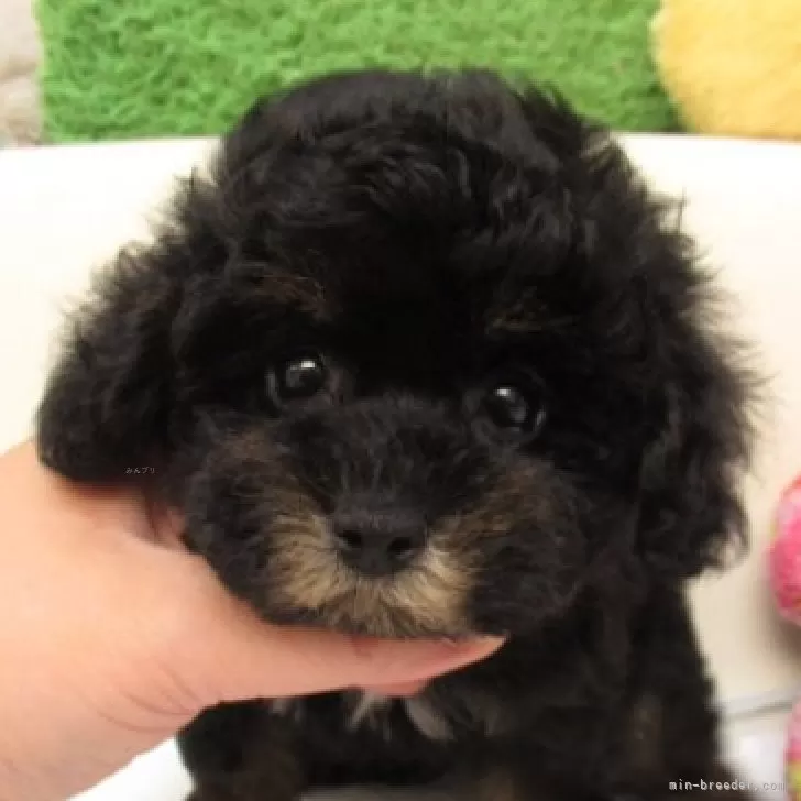 ID:2508-00097の子犬