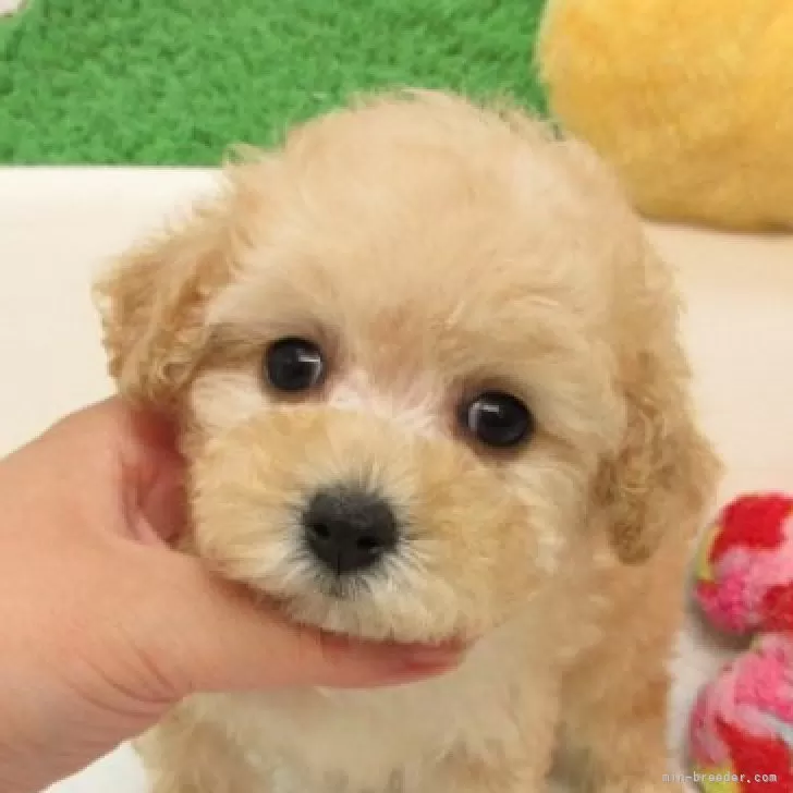 ID:2509-08152の子犬