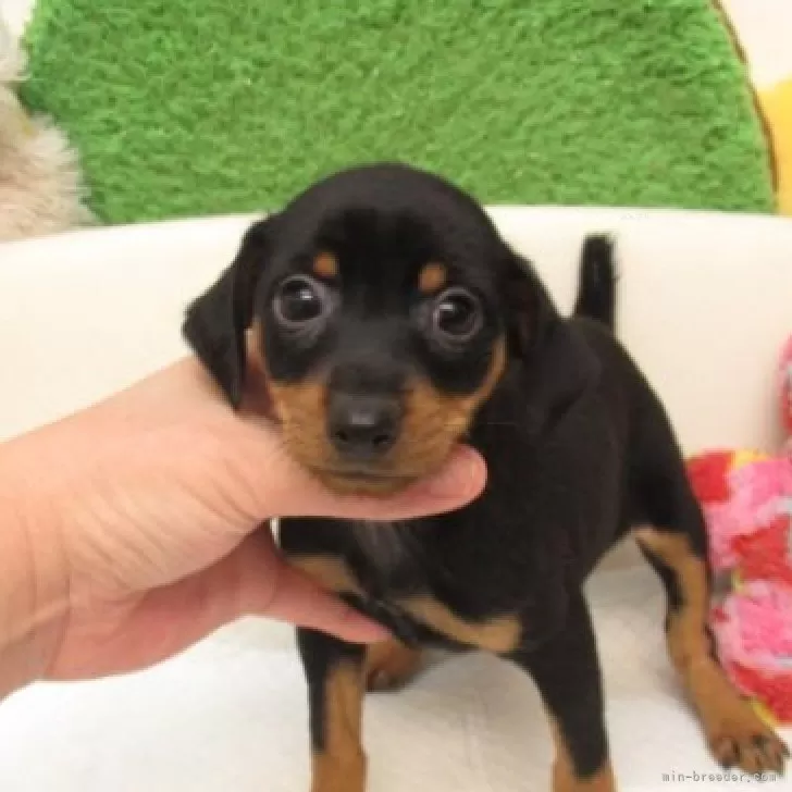 ID:2505-03943の子犬
