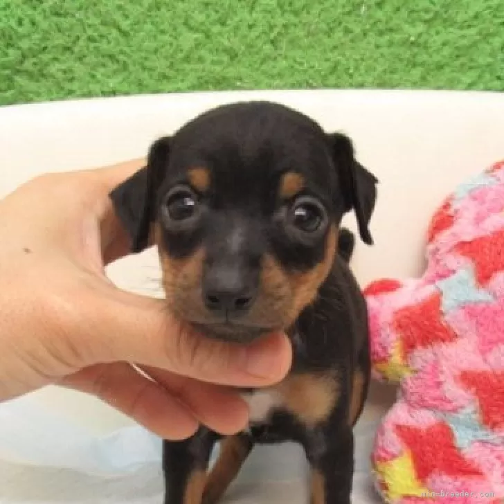 ID:2504-07356の子犬