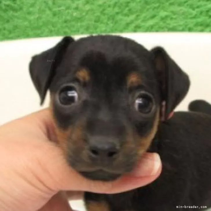 のぶ 様のお迎えした子犬