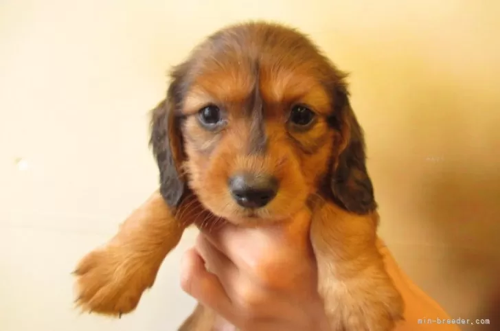 ID:2505-06532の子犬