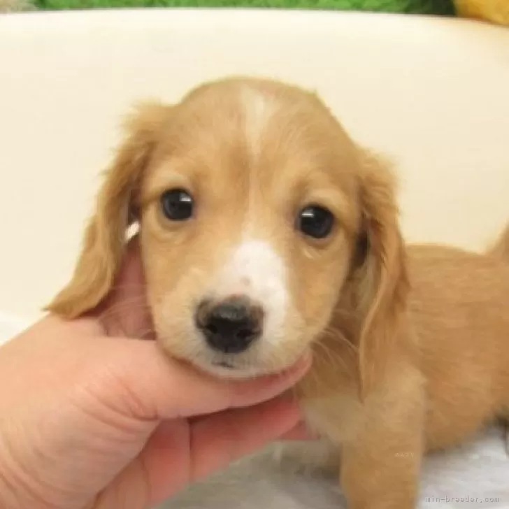 A.O 様のお迎えした子犬