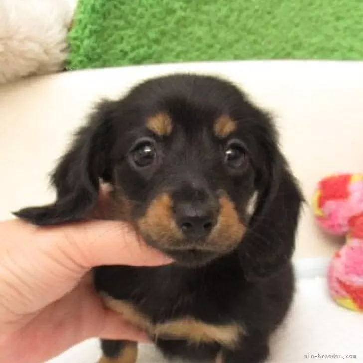 ID：2505-02812の子犬