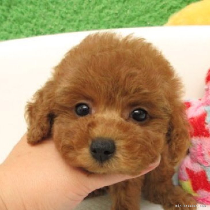 送料込み。トイプードルレッドちゃん。ちょうだい♡ タイニープードル【大阪府・女の子・2025年8月19日・レッド