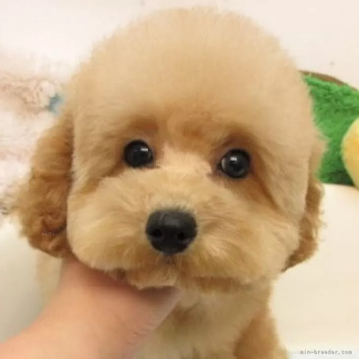 ID：2507-06205の子犬