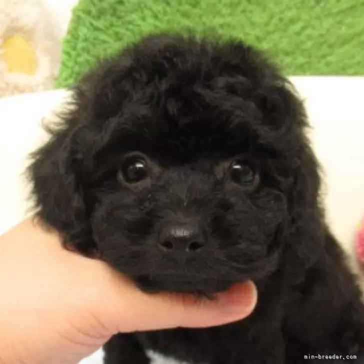 T.K 様のお迎えした子犬