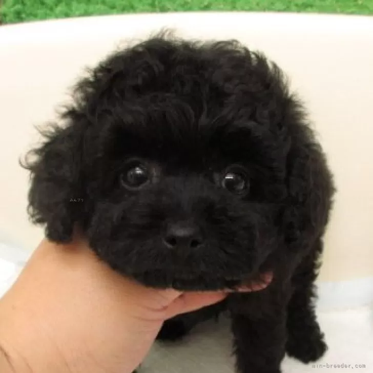 Y.K 様のお迎えした子犬