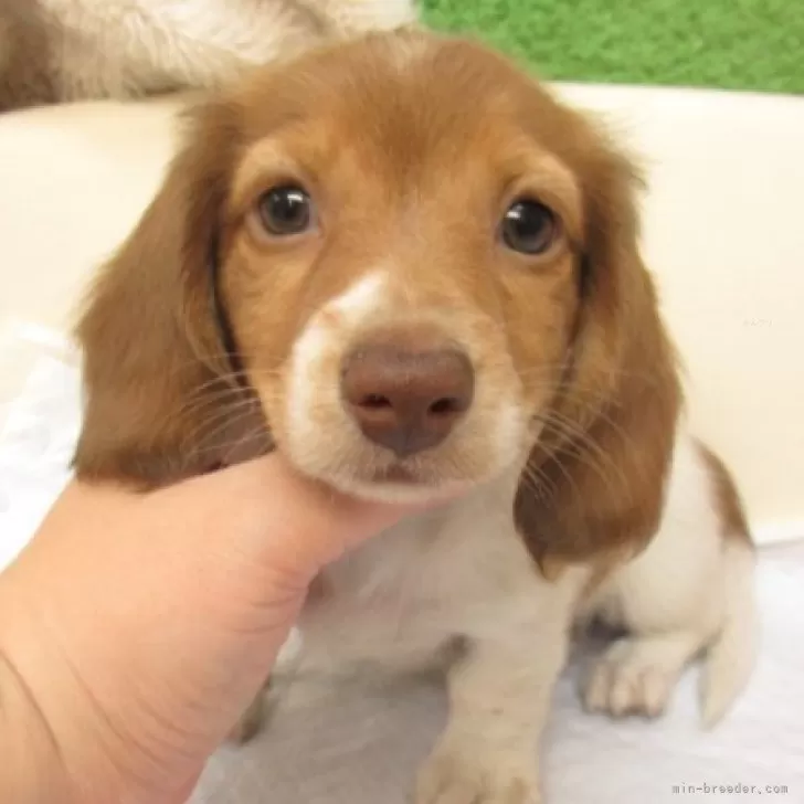 ID：2411-00411の子犬