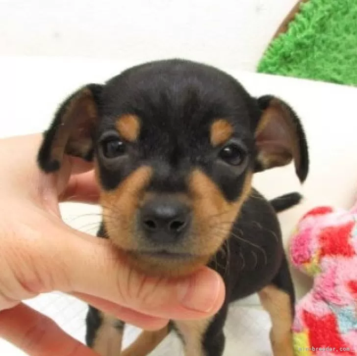 ミニチュアピンシャー【大阪府・男の子・2025年10月1日・ブラック&amp;タン】の写真1