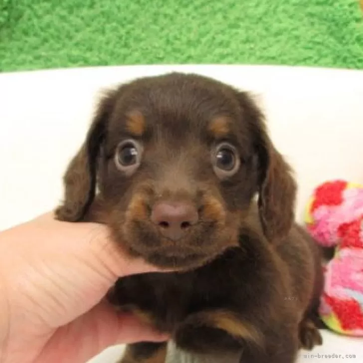 ID:2508-00939の子犬