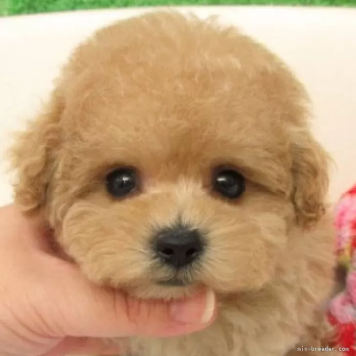 ID：2508-04911の子犬