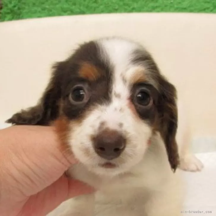 ID：2508-00941の子犬