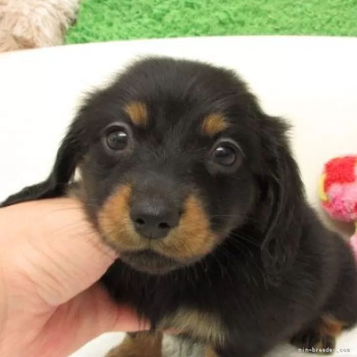 ID：2509-00097の子犬