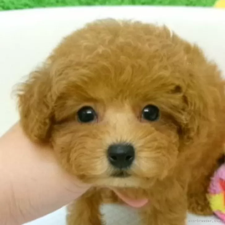 ID:2507-03489の子犬