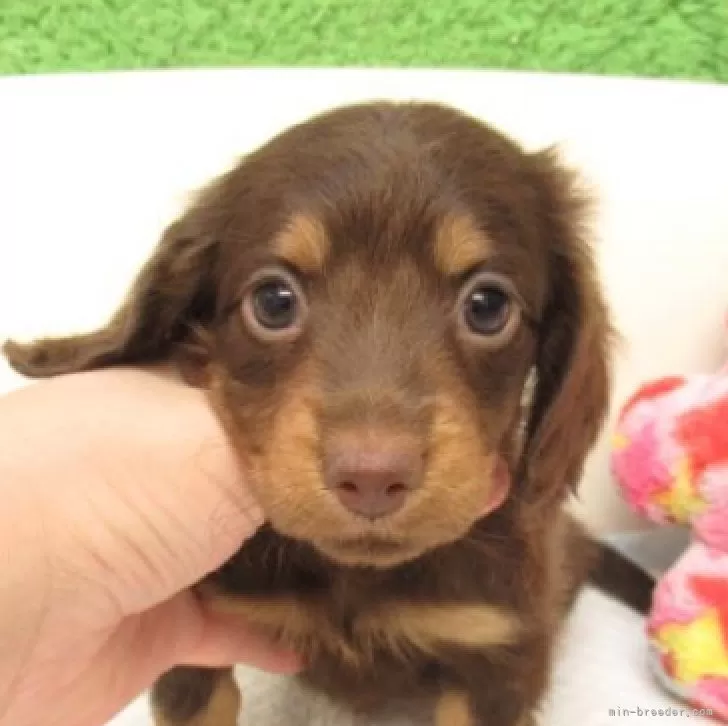 ID：2507-06191の子犬