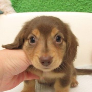 ミニチュアダックスフンド(ロング)【大阪府・男の子・2025年9月10日・ブラウン&タン】の写真「ＰＲＡ発症しません。」