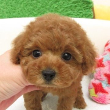 トイプードル(タイニー)【大阪府・女の子・2025年10月14日・レッドフォーン(レッド)】の写真「ＰＲＡ,DM発症なし。」