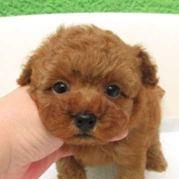 タイニープードル【大阪府・女の子・2025年10月5日・レッドフォーン(レッド)】の写真「ＰＲＡ,DM発症なし。」