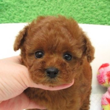 タイニープードル【大阪府・男の子・2025年9月30日・レッドフォーン(レッド)】の写真「ＰＲＡ,DM発症なし。タイニーサイズ小さめ予想です」