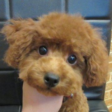 トイプードル(タイニー)【大阪府・男の子・2025年6月17日・レッドフォーン】の写真「ＰＲＡ,DM発症なし。」