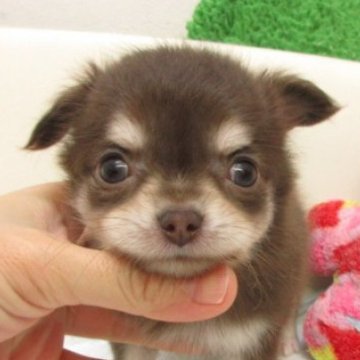 チワワ(ロング)【大阪府・女の子・2025年10月27日・チョコレート、タン&ホワイト】の写真「★PRA発症しません。」