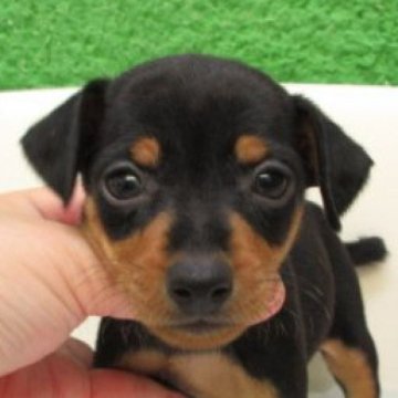 ミニチュアピンシャー【大阪府・女の子・2025年10月6日・ブラック&タン】の写真「変性性脊髄症（DM)発症なし。」