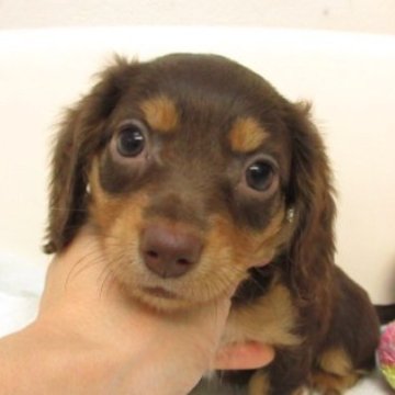 ミニチュアダックスフンド(ロング)【大阪府・女の子・2025年9月10日・ブラウン&タン(チョコレート&タン)】の写真「ＰＲＡ発症しません。」