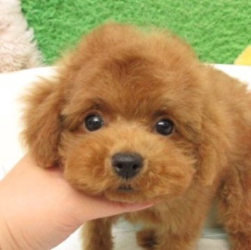 トイプードル(タイニー)【大阪府・男の子・2025年8月15日・レッドフォーン(レッド)】の写真「ＰＲＡ,DM発症なし」