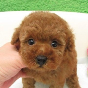 タイニープードル【大阪府・男の子・2025年10月5日・レッドフォーン(レッド)】の写真「ＰＲＡ,DM発症なし。」