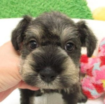 ミニチュアシュナウザー【大阪府・男の子・2025年9月10日・ソルト&ペッパー】の写真「大変可愛い子が産まれました(*^_^*)」