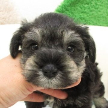 ミニチュアシュナウザー【大阪府・女の子・2025年9月23日・ソルト&ペッパー】の写真「人懐く、穏やかな性格の子です(*^_^*)」