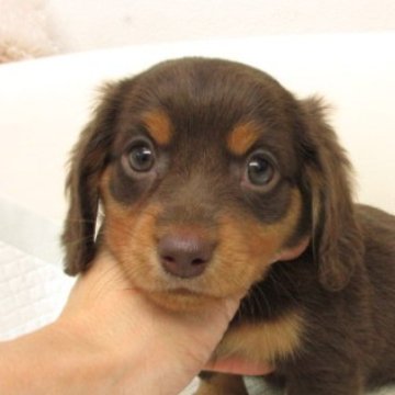 ミニチュアダックスフンド(ロング)【大阪府・女の子・2025年9月10日・ブラウン&タン(チョコレート&タン)】の写真「ＰＲＡ発症しません。」